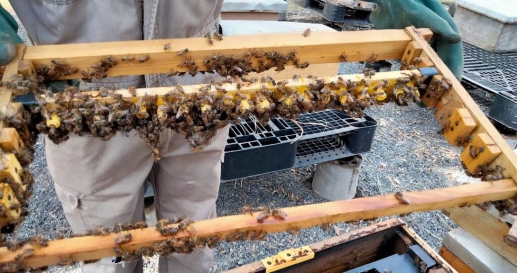 https://simonsbeesolutions.com/simon-sons-bee-solution-vocabulary-r-is-for-rearing-queen-rearing/